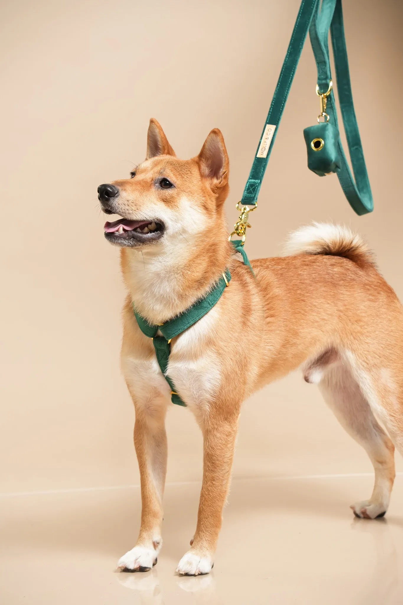Emerald - Adjustable Strap Dog Harness