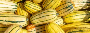 OSC Delicata Squash Seeds (Sweet Potato Type) - Packet