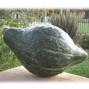 OSC Green Hubbard Squash Seeds (Winter Type) - Packet