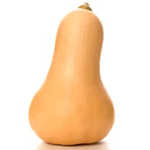 OSC Waltham Butternut Squash Seeds (Winter Type) - Packet