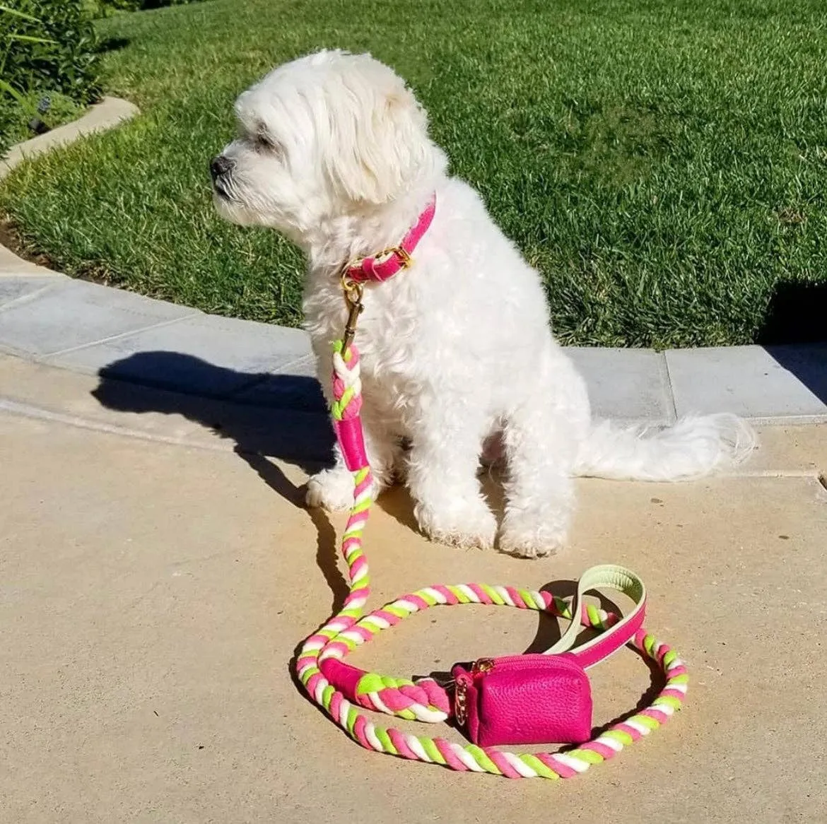 PoisePup - LEASH - CANDY SWIRL